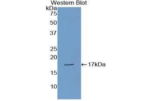 Western Blotting (WB) image for anti-Transthyretin (TTR) (AA 21-147) antibody (ABIN1078613) (TTR Antikörper  (AA 21-147))