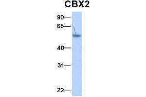 Host:  Rabbit  Target Name:  CBX2  Sample Type:  Human Adult Placenta  Antibody Dilution:  1. (CBX2 Antikörper  (N-Term))