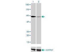 Western Blotting (WB) image for anti-Nuclear Factor I/C (CCAAT-Binding Transcription Factor) (NFIC) (AA 1-429) antibody (ABIN598836) (NFIC Antikörper  (AA 1-429))