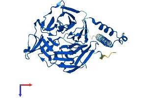 KLHDC1 Protein (AA 1-406) (His tag)