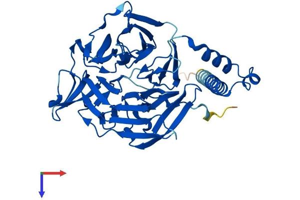 KLHDC1 Protein (AA 1-406) (His tag)