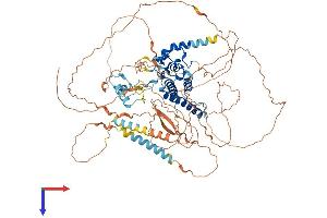 YY1AP1 Protein (AA 1-796) (His tag)