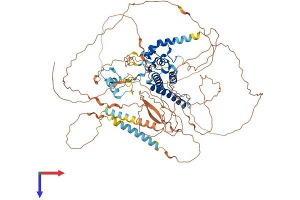 YY1AP1 Protein (AA 1-796) (His tag)