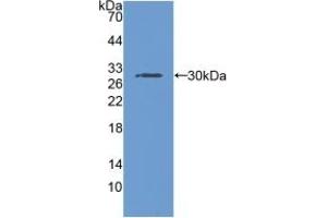 RNPEP Antikörper  (AA 388-616)