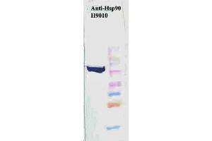 Western Blot analysis of Human HeLa cell lysates showing detection of Hsp90 protein using Mouse Anti-Hsp90 Monoclonal Antibody, Clone H9010 .