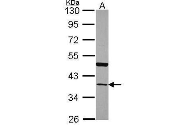 Annexin A13 抗体  (N-Term)