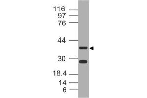 Image no. 1 for anti-Leucine-Rich alpha-2 Glycoprotein 1 (LRG1) (AA 130-340) antibody (ABIN5027335) (LRG1 Antikörper  (AA 130-340))