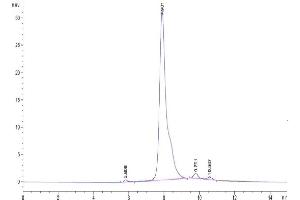 The purity of Cynomolgus CRP is greater than 95 % as determined by SEC-HPLC. (CRP Protein (AA 19-224) (His tag))