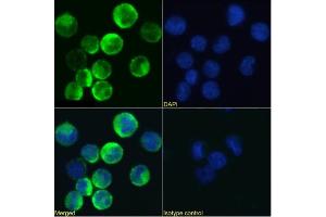 Immunofluorescence staining of U937 cells using anti-CD131 antibody BION-1. (Rekombinanter CD131 Antikörper)