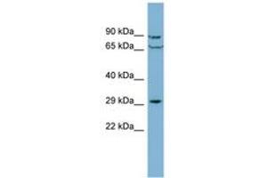 Image no. 1 for anti-CutC Copper Transporter Homolog (CUTC) (AA 179-228) antibody (ABIN6741896) (CUTC Antikörper  (AA 179-228))