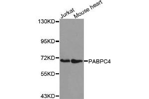 Western Blotting (WB) image for anti-Poly(A) Binding Protein, Cytoplasmic 4 (Inducible Form) (PABPC4) antibody (ABIN1876977) (PABPC4 Antikörper)