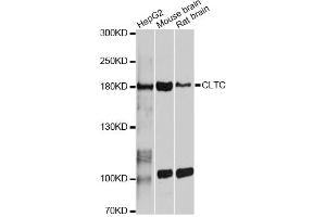 Western blot analysis of extracts of various cell lines, using CLTC antibody.