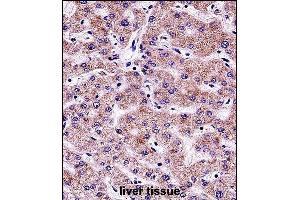 SYT6 Antibody (C-term) (ABIN657471 and ABIN2846499) immunohistochemistry analysis in formalin fixed and paraffin embedded human liver tissue followed by peroxidase conjugation of the secondary antibody and DAB staining. (SYT6 Antikörper  (C-Term))