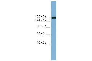 PARD3 antibody used at 1 ug/ml to detect target protein. (PARD3 Antikörper)