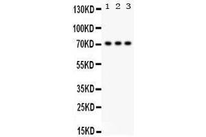 Western Blotting (WB) image for anti-Sp2 Transcription Factor (Sp2) (AA 312-343), (Middle Region) antibody (ABIN3043349)