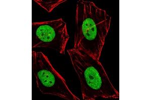 Immunofluorescent analysis of 4 % paraformaldehyde-fixed, 0. (BMI1 Antikörper  (C-Term))