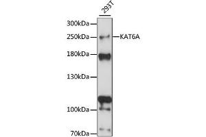 Western blot analysis of extracts of 293T cells, using KAT6A antibody (ABIN6293373) at 1:1000 dilution. (MYST3 Antikörper)