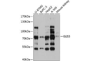Western blot analysis of extracts of various cell lines, using GLIS3 antibody  at 1:3000 dilution. (GLIS3 Antikörper  (AA 606-775))