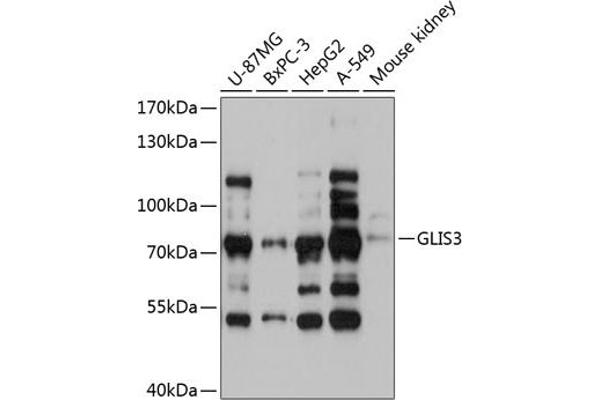 GLIS3 Antikörper  (AA 606-775)