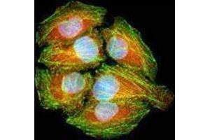 Immunofluorescence (IF) image for anti-Heat Shock Protein 90kDa alpha (Cytosolic), Class A Member 2 (HSP90AA2) antibody (ABIN2665051)
