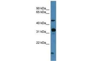 Image no. 1 for anti-Neuropeptide FF Receptor 2 (NPFF2) (C-Term) antibody (ABIN6746610) (NPFFR2 Antikörper  (C-Term))