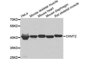 Western blot analysis of extracts of various cell lines, using CKMT2 antibody. (CKMT2 Antikörper  (AA 40-230))