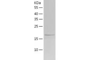 Western Blotting (WB) image for Phosphatidylethanolamine Binding Protein 1 (PEBP1) (AA 1-187) protein (His tag) (ABIN7124400)