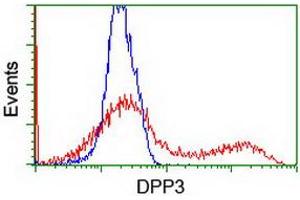 Image no. 2 for anti-Dipeptidyl-Peptidase 3 (DPP3) antibody (ABIN1497827)