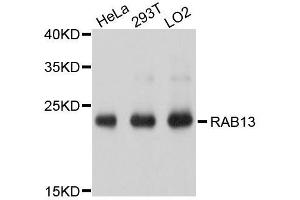 Western blot analysis of extracts of various cell lines, using RAB13 antibody.