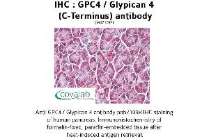 Image no. 2 for anti-Glypican 4 (GPC4) (C-Term) antibody (ABIN1734867) (GPC4 Antikörper  (C-Term))