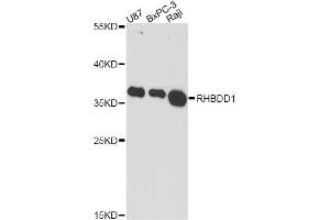 Western blot analysis of extracts of various cell lines, using RHBDD1 antibody. (RHBDD1 Antikörper)