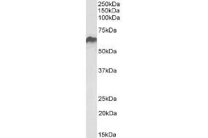 ABIN5539538 (0. (HSPD1 Antikörper  (AA 333-344))