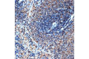 Immunohistochemistry of paraffin-embedded rat spleen using ELMO1 Rabbit mAb (ABIN7266951) at dilution of 1:100 (40x lens). (ELMO1 Antikörper)