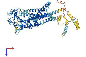 PKD2L2 Protein (AA 1-624) (His tag)