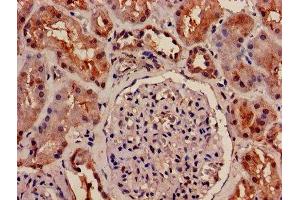 IHC image of ABIN7162378 diluted at 1:1200 and staining in paraffin-embedded human kidney tissue performed on a Leica BondTM system. (OLR1 Antikörper  (AA 58-273))