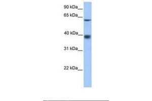Image no. 1 for anti-Major Facilitator Superfamily Domain Containing 4 (MFSD4) (AA 151-200) antibody (ABIN6739411) (MFSD4 Antikörper  (AA 151-200))