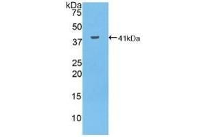 Detection of Recombinant MUC6, Human using Polyclonal Antibody to Mucin 6 (MUC6) (MUC6 Antikörper  (AA 2338-2439))