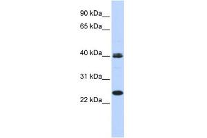 WB Suggested Anti-MESP1 Antibody Titration:  0. (MESP1 Antikörper  (N-Term))