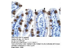 Human Intestine (ZNF70 Antikörper  (N-Term))