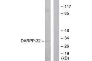 Western blot analysis of extracts from 293 cells, treated with EGF 200ng/ml 30', using DARPP-32 (Ab-75) Antibody. (DARPP32 Antikörper  (AA 41-90))