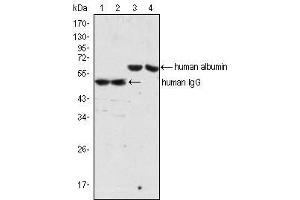 Western Blot showing IgG antibody (lane 1, 2) and Albumin antibody (lane 3, 4) used against human serum (lane 1, 3) and plasma (lane 2, 4). (Maus anti-Human IgG Antikörper)