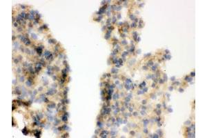 IHC testing of frozen mouse lung tissue with COMT antibody. (COMT Antikörper  (AA 52-271))
