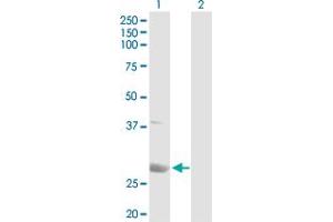 Western Blot analysis of PSME1 expression in transfected 293T cell line by PSME1 MaxPab polyclonal antibody.