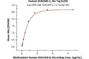 Immobilized Human CEACAM-1, His Tag (ABIN2180868,ABIN2180867) at 10 μg/mL (100 μL/well) can bind Biotinylated Human CEACAM-8, His,Avitag (ABIN5954969,ABIN6253589) with a linear range of 0. (CEACAM1 Protein (AA 35-428) (His tag))