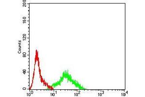 Flow cytometric analysis of SK-N-SH cells using APEX1 mouse mAb (green) and negative control (red). (APEX1 Antikörper  (AA 219-318))