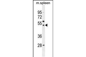 Western blot analysis in mouse spleen tissue lysates (35ug/lane). (SLC16A13 Antikörper  (C-Term))