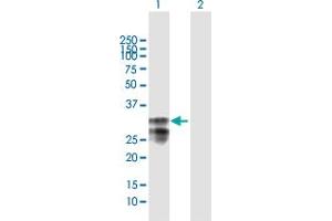 Western Blot analysis of MPZL1 expression in transfected 293T cell line by MPZL1 MaxPab polyclonal antibody. (MPZL1 Antikörper  (AA 1-269))