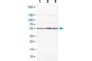 Western blot analysis of Lane 1: NIH-3T3 cell lysate (Mouse embryonic fibroblast cells) Lane 2: NBT-II cell lysate (Rat Wistar bladder tumour cells) with PSMD5 polyclonal antibody  at 1:100-1:500 dilution.