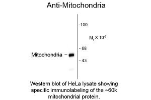 Western blot of Anti-Mitochondria (Mouse) Antibody - 209-301-D79 Western Blot of Anti-Mitochondria (Mouse) Antibody. (Mitochondria Antikörper)