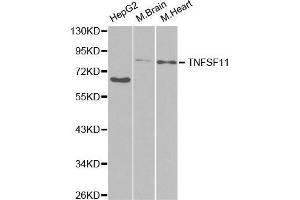 Western blot analysis of extracts of various cell lines, using TNFSF11 antibody. (RANKL Antikörper  (AA 78-317))